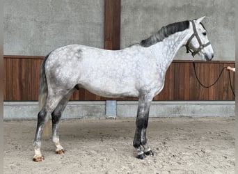 Belgisches Warmblut, Wallach, 6 Jahre, 167 cm, Schimmel
