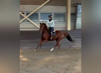 Belgisches Warmblut, Wallach, 6 Jahre, 168 cm, Fuchs