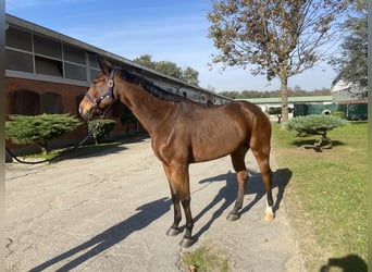 Belgisches Warmblut, Wallach, 6 Jahre, 169 cm, Brauner