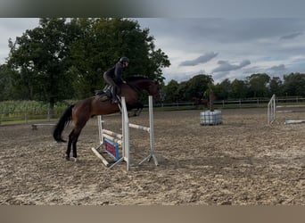 Belgisches Warmblut, Wallach, 6 Jahre, 169 cm, Brauner