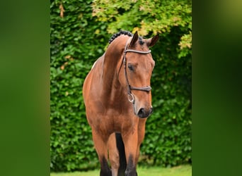 Belgisches Warmblut, Wallach, 6 Jahre, 170 cm, Brauner
