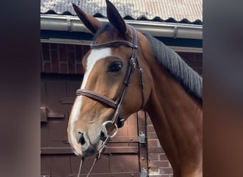 Belgisches Warmblut, Wallach, 6 Jahre, 170 cm, Brauner