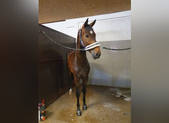 Belgisches Warmblut, Wallach, 6 Jahre, 170 cm, Dunkelbrauner