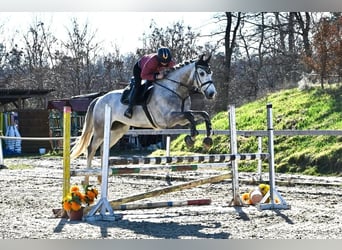 Belgisches Warmblut, Wallach, 6 Jahre, 170 cm, Schimmel