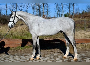 Belgisches Warmblut, Wallach, 6 Jahre, 170 cm, Schimmel