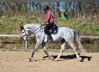 Belgisches Warmblut, Wallach, 6 Jahre, 170 cm, Schimmel