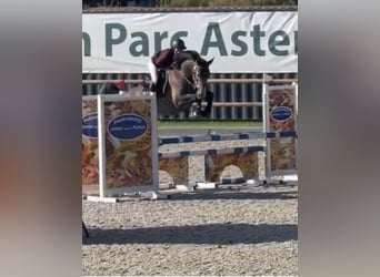Belgisches Warmblut, Wallach, 6 Jahre, 170 cm, Schimmel