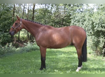 Belgisches Warmblut, Wallach, 6 Jahre, 171 cm, Brauner