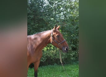Belgisches Warmblut, Wallach, 6 Jahre, 171 cm, Brauner