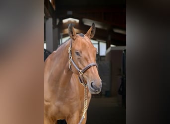 Belgisches Warmblut, Wallach, 6 Jahre, 171 cm, Brauner