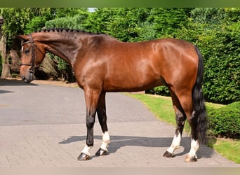 Belgisches Warmblut, Wallach, 6 Jahre, 172 cm, Brauner