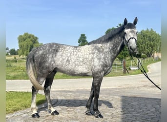 Belgisches Warmblut, Wallach, 6 Jahre, 172 cm, Schimmel