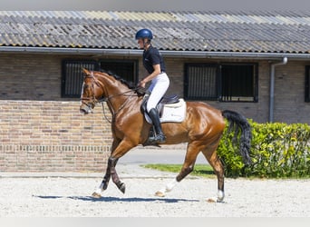 Belgisches Warmblut, Wallach, 6 Jahre, 173 cm, Brauner