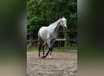 Belgisches Warmblut, Wallach, 6 Jahre, 173 cm, Schimmel