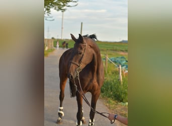 Belgisches Warmblut, Wallach, 6 Jahre, 175 cm, Brauner