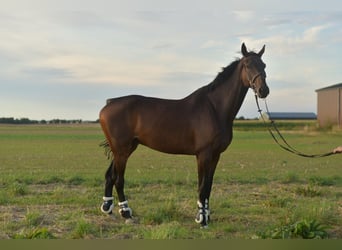 Belgisches Warmblut, Wallach, 6 Jahre, 175 cm, Brauner