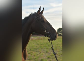 Belgisches Warmblut, Wallach, 6 Jahre, 175 cm, Brauner