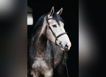 Belgisches Warmblut, Wallach, 6 Jahre, 176 cm, Apfelschimmel