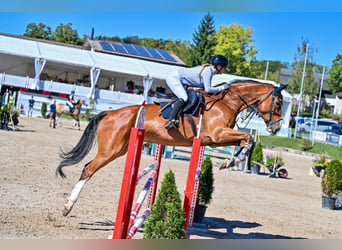 Belgisches Warmblut, Wallach, 6 Jahre, 176 cm
