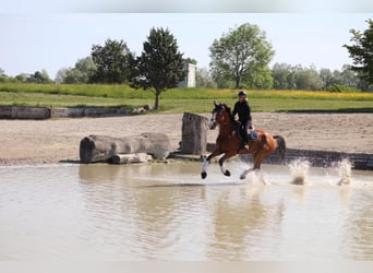 Belgisches Warmblut, Wallach, 6 Jahre, 176 cm