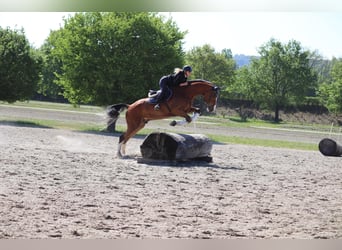 Belgisches Warmblut, Wallach, 6 Jahre, 176 cm