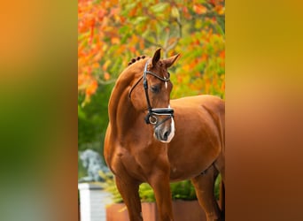 Belgisches Warmblut, Wallach, 6 Jahre, 180 cm, Dunkelfuchs