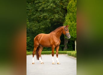 Belgisches Warmblut, Wallach, 6 Jahre, 180 cm, Dunkelfuchs