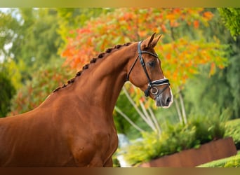 Belgisches Warmblut, Wallach, 6 Jahre, 180 cm, Dunkelfuchs