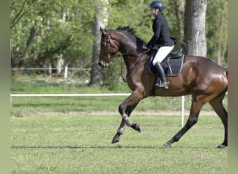 Belgisches Warmblut, Wallach, 6 Jahre, Brauner