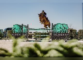 Belgisches Warmblut, Wallach, 6 Jahre, Dunkelfuchs