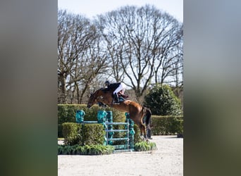 Belgisches Warmblut, Wallach, 6 Jahre, Dunkelfuchs