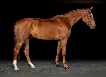 Belgisches Warmblut, Wallach, 6 Jahre, Dunkelfuchs