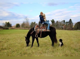 Belgisches Warmblut, Wallach, 7 Jahre, 160 cm, Rappe