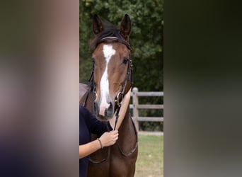 Belgisches Warmblut, Wallach, 7 Jahre, 164 cm, Brauner