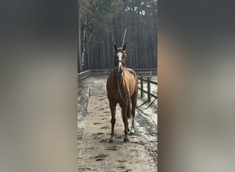 Belgisches Warmblut, Wallach, 7 Jahre, 164 cm, Fuchs