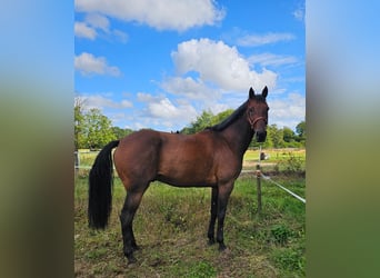 Belgisches Warmblut Mix, Wallach, 7 Jahre, 165 cm, Brauner