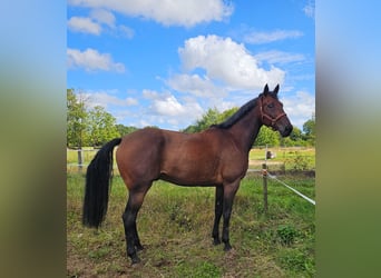 Belgisches Warmblut Mix, Wallach, 7 Jahre, 165 cm, Brauner