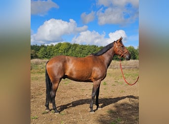 Belgisches Warmblut Mix, Wallach, 7 Jahre, 165 cm, Brauner