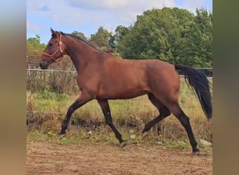 Belgisches Warmblut Mix, Wallach, 7 Jahre, 165 cm, Brauner