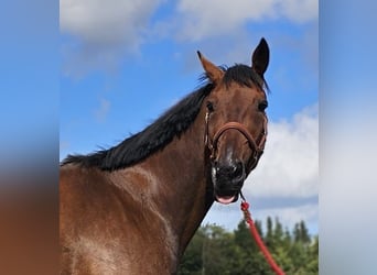 Belgisches Warmblut Mix, Wallach, 7 Jahre, 165 cm, Brauner