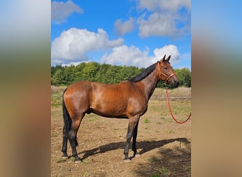 Belgisches Warmblut Mix, Wallach, 7 Jahre, 165 cm, Brauner