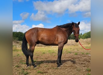 Belgisches Warmblut Mix, Wallach, 7 Jahre, 165 cm, Brauner