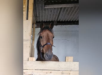 Belgisches Warmblut Mix, Wallach, 7 Jahre, 165 cm, Brauner