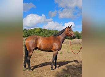 Belgisches Warmblut Mix, Wallach, 7 Jahre, 165 cm, Brauner