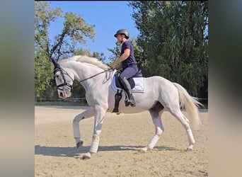 Belgisches Warmblut, Wallach, 7 Jahre, 165 cm, Schimmel