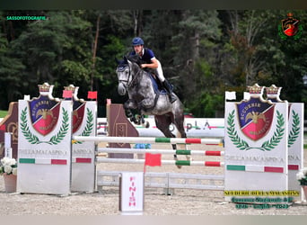 Belgisches Warmblut, Wallach, 7 Jahre, 165 cm, Schimmel