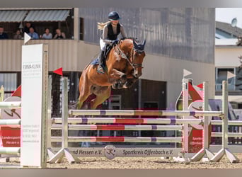 Belgisches Warmblut, Wallach, 7 Jahre, 167 cm, Brauner