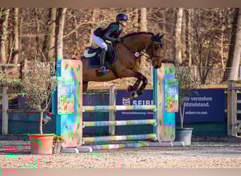 Belgisches Warmblut, Wallach, 7 Jahre, 167 cm, Brauner