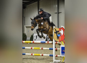 Belgisches Warmblut, Wallach, 7 Jahre, 167 cm, Brauner