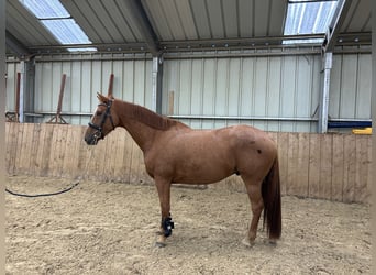 Belgisches Warmblut, Wallach, 7 Jahre, 167 cm, Fuchs